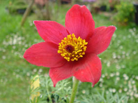  Pulsatilla Pulsatilla vulgaris 'Rode klokke'